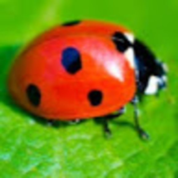 ladybugx80
